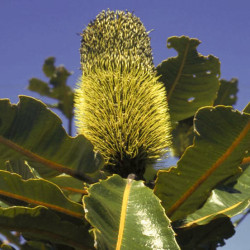 Austrálske kvetove esencie  banksia robur