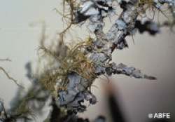 Austrálske kvetove esencie Lichen