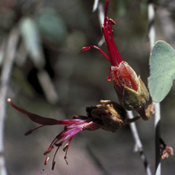 Austrálske kvetove esencie bauhinia 