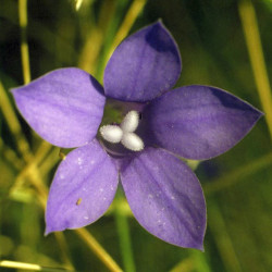 Austrálske kvetove esencie Bluebell