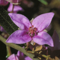 Austrálske kvetove esencie Boronia