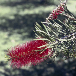 Austrálske kvetove esencie Bottlebrush