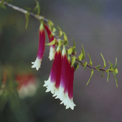  Austrálske kvetove esencie Bush Fuchsia