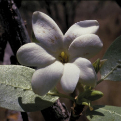 Austrálske kvetove esencie Busch Gardenie
