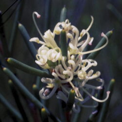 Austrálske kvetove esencie Dagger Hakea