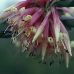 Austrálske kvetove esencie Five Corners
