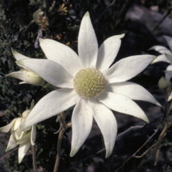 Austrálske kvetove esencie Flannel Flower