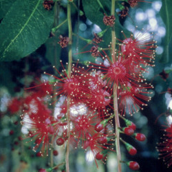 Austrálskej kvetovej esencie Freshwater Mangrove