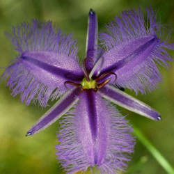 Austrálske kvetove esencie Fringed Violet