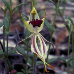 Austrálske kvetove esencie Green Spider Orchid