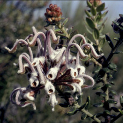 Austrálske kvetove esencie Grey Spider Flower