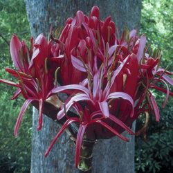 Austrálske kvetove esencie Gymea Lily