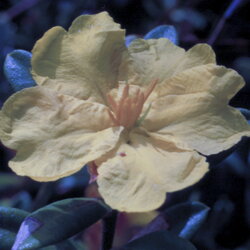 Austrálske kvetove esencie Hibbertia