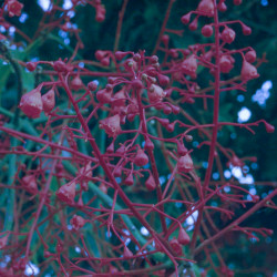 Austrálske kvetove esencie Illawara Flame Tree