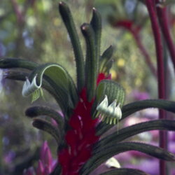 Austrálske kvetove esencie Kangaroo Paw