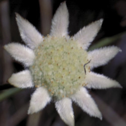 Austrálske kvetove esencie Little Flannel Flower