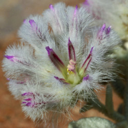Austrálske kvetove esencie Mulla Mulla,