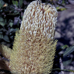 Austrálske kvetove esencie Old Man Banksia