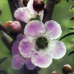 Austrálske kvetove esencie Peach flowered Tea tree
