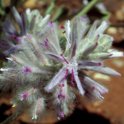 Austrálske kvetove esencie Pink Mulla Mulla