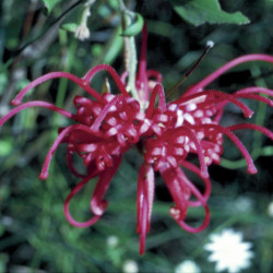 Austrálske kvetove esencie Red Grevila