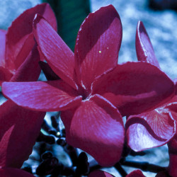 Austrálske kvetove esencie Red Suva Frangipani