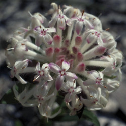 Austrálske kvetove esencie Slender Rice Flower