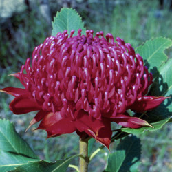 Austrálske kvetove esencie Waratah