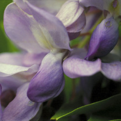 Austrálske kvetove esencie Wisteria 