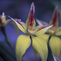 Austrálske kvetove esencie Yellow cowslip orchid