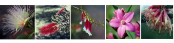 australske kvetove esencie pre zeny